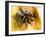 Mexican Red-leg Tarantula-Victor Habbick-Framed Photographic Print