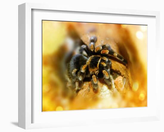 Mexican Red-leg Tarantula-Victor Habbick-Framed Photographic Print