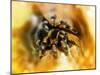 Mexican Red-leg Tarantula-Victor Habbick-Mounted Photographic Print