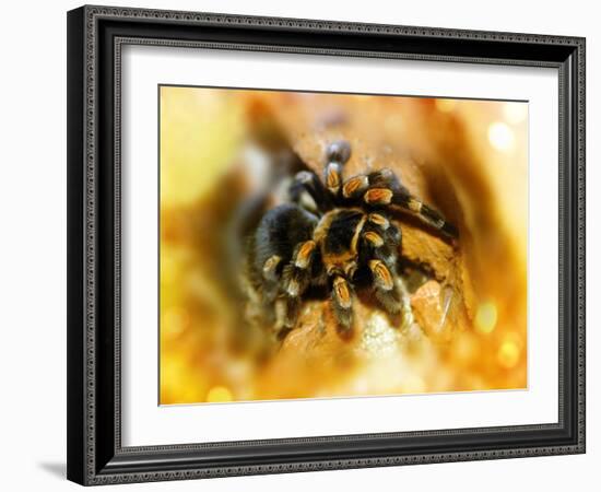 Mexican Red-leg Tarantula-Victor Habbick-Framed Photographic Print