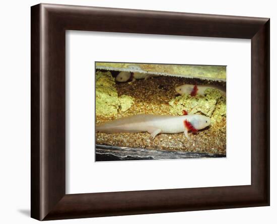 Mexican salamander (Ambystoma mexicanum) larva or Axolotl, 20th century-CM Dixon-Framed Photographic Print