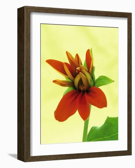 Mexican Sunflower-Wally Eberhart-Framed Art Print