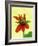 Mexican Sunflower-Wally Eberhart-Framed Art Print