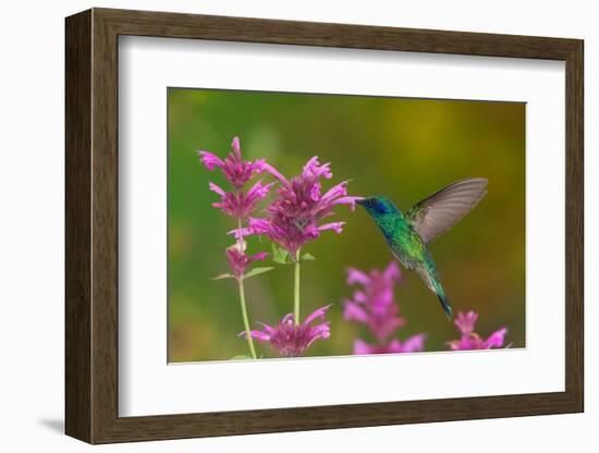 mexican violetear hummingbird feeding on pink wildflower-claudio contreras-Framed Photographic Print