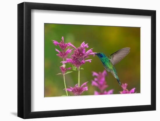 mexican violetear hummingbird feeding on pink wildflower-claudio contreras-Framed Photographic Print