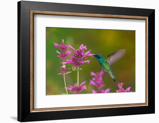 mexican violetear hummingbird feeding on pink wildflower-claudio contreras-Framed Photographic Print