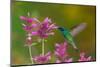 mexican violetear hummingbird feeding on pink wildflower-claudio contreras-Mounted Photographic Print