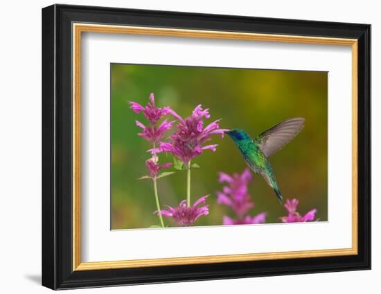 mexican violetear hummingbird feeding on pink wildflower-claudio contreras-Framed Photographic Print