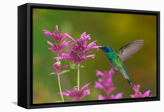 mexican violetear hummingbird feeding on pink wildflower-claudio contreras-Framed Premier Image Canvas