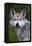 Mexican Wolf (Canis Lupus Baileyi), Mexican Subspecies, Probably Extinct In The Wild, Captive-Claudio Contreras-Framed Premier Image Canvas