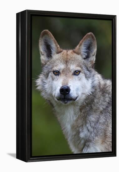 Mexican Wolf (Canis Lupus Baileyi), Mexican Subspecies, Probably Extinct In The Wild, Captive-Claudio Contreras-Framed Premier Image Canvas