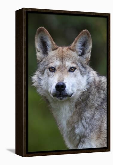 Mexican Wolf (Canis Lupus Baileyi), Mexican Subspecies, Probably Extinct In The Wild, Captive-Claudio Contreras-Framed Premier Image Canvas