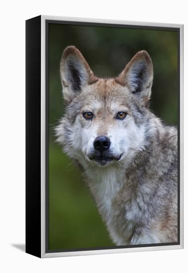 Mexican Wolf (Canis Lupus Baileyi), Mexican Subspecies, Probably Extinct In The Wild, Captive-Claudio Contreras-Framed Premier Image Canvas