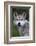 Mexican Wolf (Canis Lupus Baileyi), Mexican Subspecies, Probably Extinct In The Wild, Captive-Claudio Contreras-Framed Photographic Print