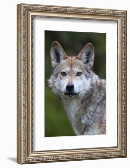 Mexican Wolf (Canis Lupus Baileyi), Mexican Subspecies, Probably Extinct In The Wild, Captive-Claudio Contreras-Framed Photographic Print