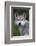 Mexican Wolf (Canis Lupus Baileyi), Mexican Subspecies, Probably Extinct In The Wild, Captive-Claudio Contreras-Framed Photographic Print