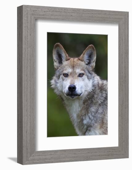 Mexican Wolf (Canis Lupus Baileyi), Mexican Subspecies, Probably Extinct In The Wild, Captive-Claudio Contreras-Framed Photographic Print