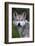 Mexican Wolf (Canis Lupus Baileyi), Mexican Subspecies, Probably Extinct In The Wild, Captive-Claudio Contreras-Framed Photographic Print