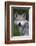 Mexican Wolf (Canis Lupus Baileyi), Mexican Subspecies, Probably Extinct In The Wild, Captive-Claudio Contreras-Framed Photographic Print