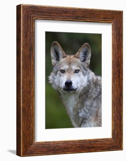 Mexican Wolf (Canis Lupus Baileyi), Mexican Subspecies, Probably Extinct In The Wild, Captive-Claudio Contreras-Framed Photographic Print