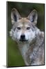 Mexican Wolf (Canis Lupus Baileyi), Mexican Subspecies, Probably Extinct In The Wild, Captive-Claudio Contreras-Mounted Photographic Print