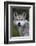 Mexican Wolf (Canis Lupus Baileyi), Mexican Subspecies, Probably Extinct In The Wild, Captive-Claudio Contreras-Framed Photographic Print