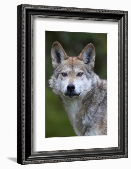 Mexican Wolf (Canis Lupus Baileyi), Mexican Subspecies, Probably Extinct In The Wild, Captive-Claudio Contreras-Framed Photographic Print