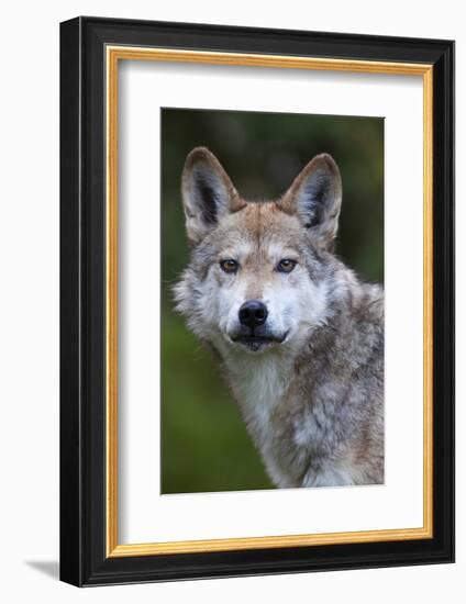 Mexican Wolf (Canis Lupus Baileyi), Mexican Subspecies, Probably Extinct In The Wild, Captive-Claudio Contreras-Framed Photographic Print