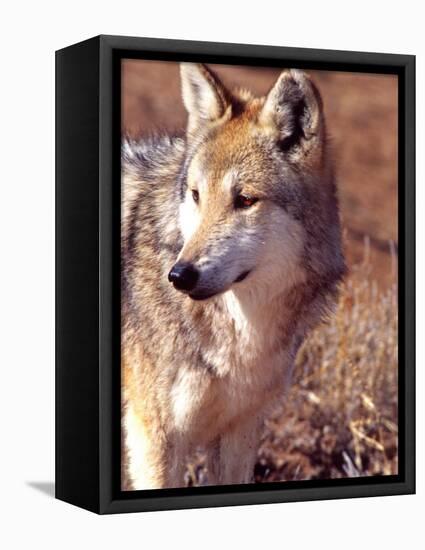 Mexican Wolf, Native to Mexico-David Northcott-Framed Premier Image Canvas