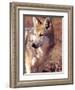 Mexican Wolf, Native to Mexico-David Northcott-Framed Photographic Print