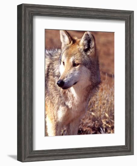 Mexican Wolf, Native to Mexico-David Northcott-Framed Photographic Print