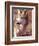 Mexican Wolf, Native to Mexico-David Northcott-Framed Photographic Print