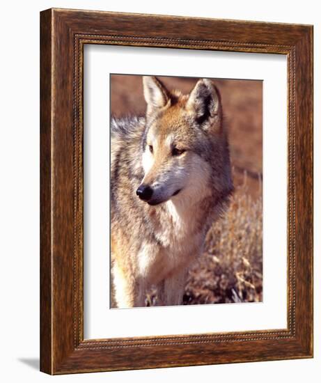 Mexican Wolf, Native to Mexico-David Northcott-Framed Photographic Print