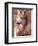 Mexican Wolf, Native to Mexico-David Northcott-Framed Photographic Print