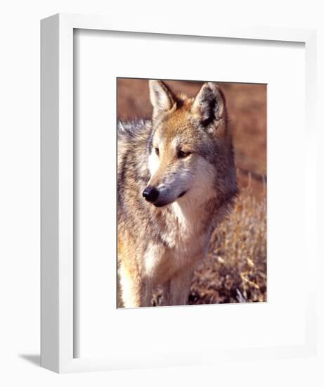 Mexican Wolf, Native to Mexico-David Northcott-Framed Photographic Print