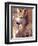 Mexican Wolf, Native to Mexico-David Northcott-Framed Photographic Print