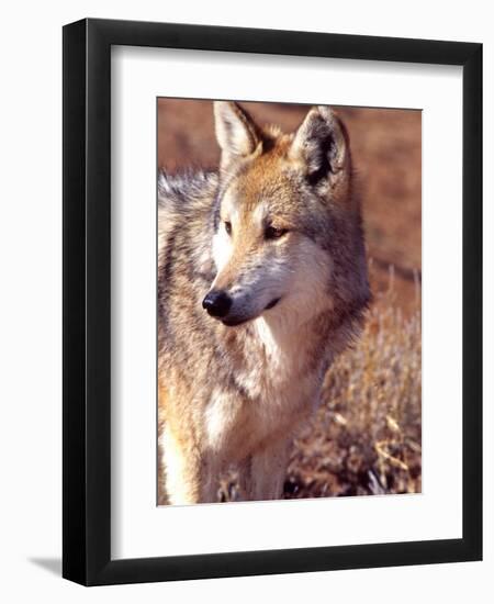 Mexican Wolf, Native to Mexico-David Northcott-Framed Photographic Print