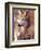 Mexican Wolf, Native to Mexico-David Northcott-Framed Photographic Print