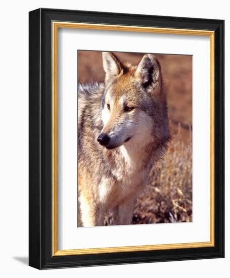 Mexican Wolf, Native to Mexico-David Northcott-Framed Photographic Print