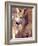 Mexican Wolf, Native to Mexico-David Northcott-Framed Photographic Print