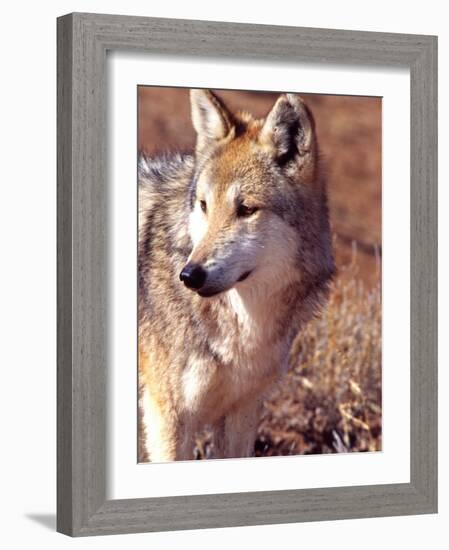 Mexican Wolf, Native to Mexico-David Northcott-Framed Photographic Print