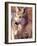 Mexican Wolf, Native to Mexico-David Northcott-Framed Photographic Print