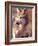 Mexican Wolf, Native to Mexico-David Northcott-Framed Photographic Print