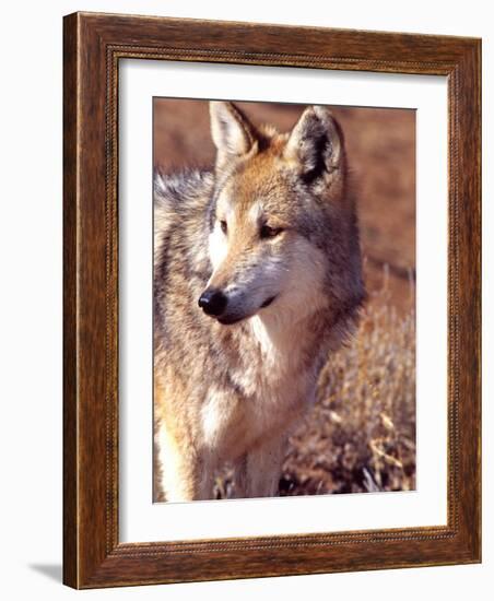 Mexican Wolf, Native to Mexico-David Northcott-Framed Photographic Print