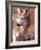 Mexican Wolf, Native to Mexico-David Northcott-Framed Photographic Print