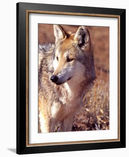 Mexican Wolf, Native to Mexico-David Northcott-Framed Photographic Print