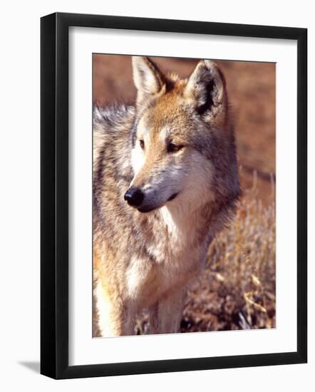 Mexican Wolf, Native to Mexico-David Northcott-Framed Photographic Print