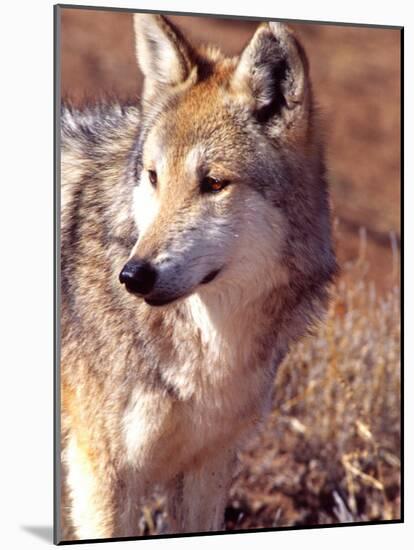 Mexican Wolf, Native to Mexico-David Northcott-Mounted Photographic Print