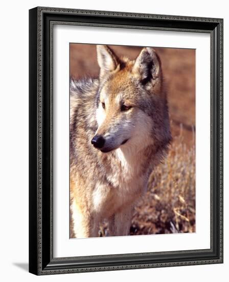 Mexican Wolf, Native to Mexico-David Northcott-Framed Photographic Print