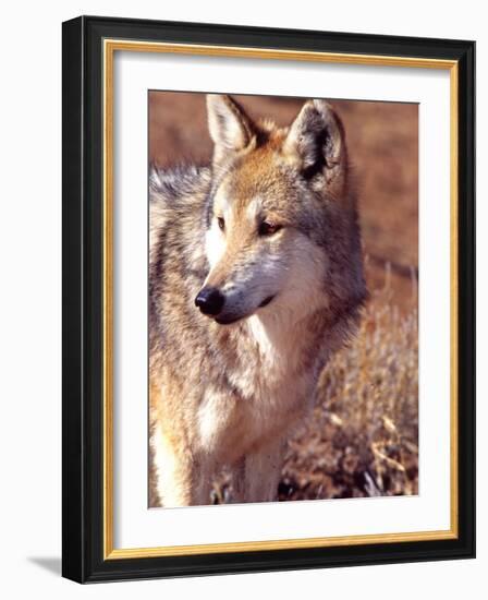 Mexican Wolf, Native to Mexico-David Northcott-Framed Photographic Print